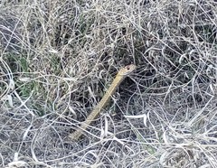 Masticophis flagellum lineatulus