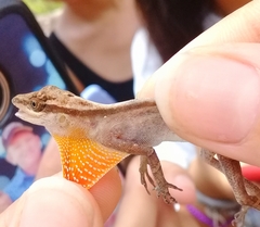 Anolis gaigei