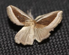 Hypena conscitalis