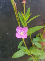 Oenothera rosea