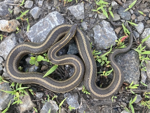 Short-headed Garter Snake
