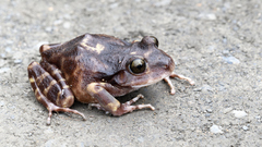 Barking Frog photo 4