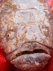 Flathead photo 3