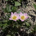 Cutleaf Anemone - Photo (c) Annette Le Faive, some rights reserved (CC BY-NC), uploaded by Annette Le Faive