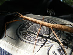 Pseudosermyle phalangiphora