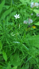 Stellaria longifolia