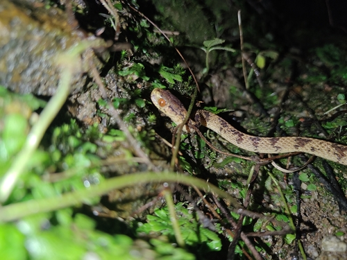 Formosa Slug Snake