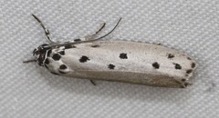 Ethmia heptasema