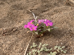 Nama aretioides multiflora