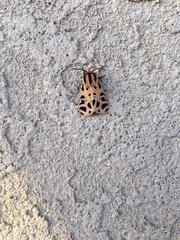 Apantesis arizoniensis