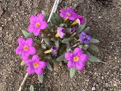 Nama aretioides multiflora