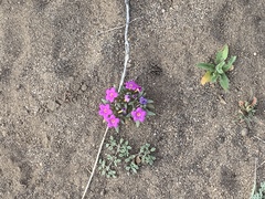 Nama aretioides multiflora