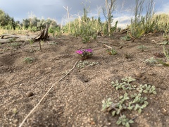 Nama aretioides multiflora