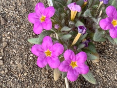 Nama aretioides multiflora