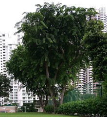 Pterocarpus dalbergioides