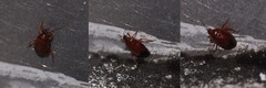 Deraeocoris