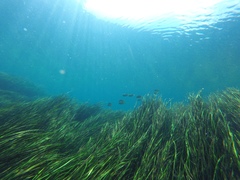 Vallisneria spiralis