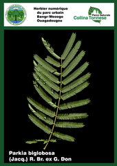 Parkia biglobosa