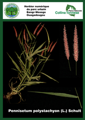 Cenchrus pedicellatus