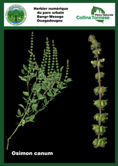 Ocimum americanum