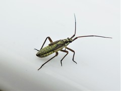 Leptopterna dolabrata