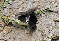 Antigonus erosus