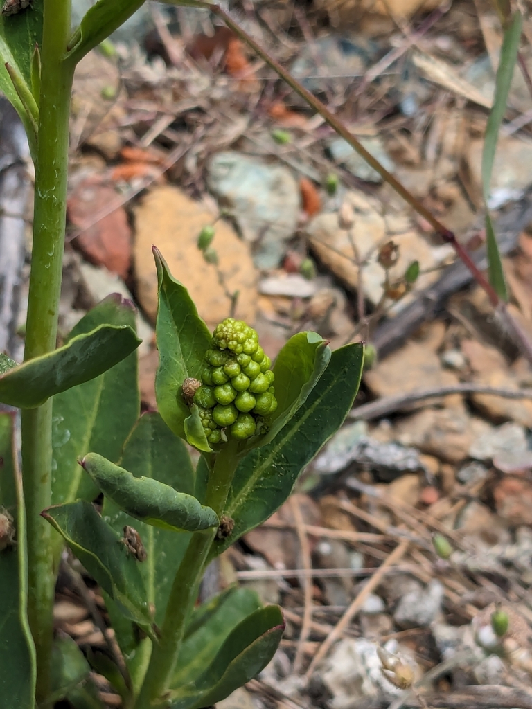 Phytolacca pruinosa Fenzl