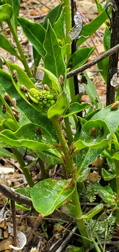 Image of Levantine Pokeweed (Phytolacca pruinosa) by (c) Marios Thoma, some rights reserved (CC BY)