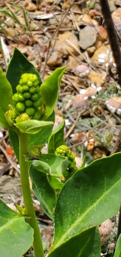 Image of Levantine Pokeweed (Phytolacca pruinosa) by (c) Marios Thoma, some rights reserved (CC BY)