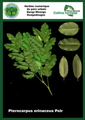 Pterocarpus erinaceus