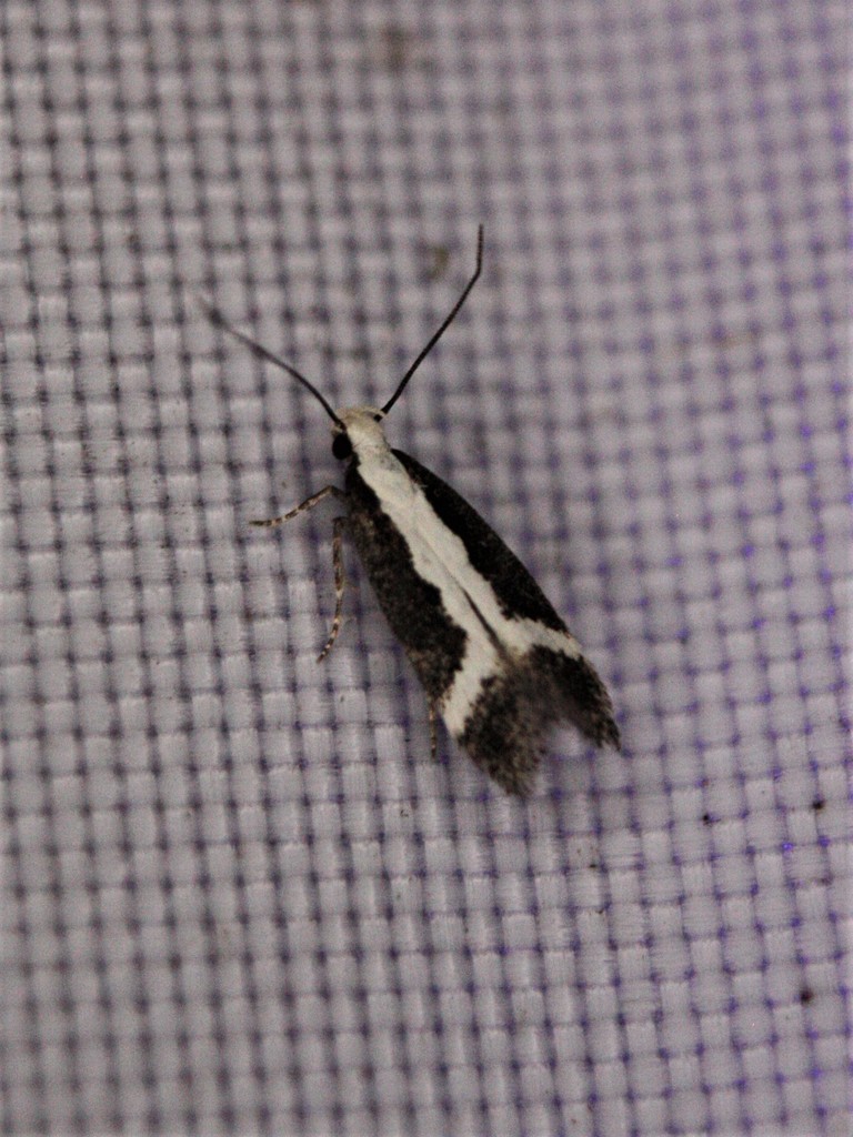 Aroga camptogramma