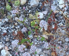 Eriogonum nortonii