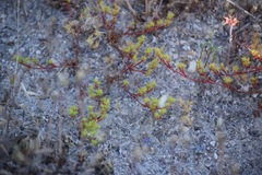 Lastarriaea coriacea