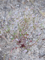 Eriogonum nortonii