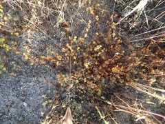 Lastarriaea coriacea