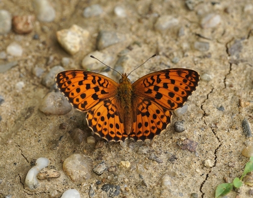 Marbled Fritillary, Südoststeiermark, Österreich, photo 10 of 10
