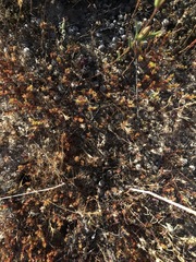 Lastarriaea coriacea