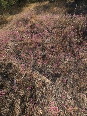 Chorizanthe douglasii