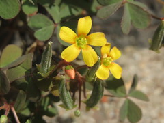 Oxalis corniculata