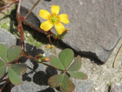Oxalis corniculata