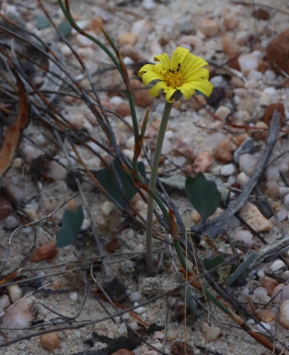 Image of Othonna hederifolia by (c) Tony Rebelo, some rights reserved (CC BY-SA)