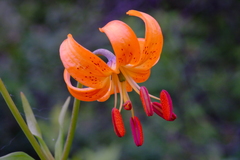 Lilium debile