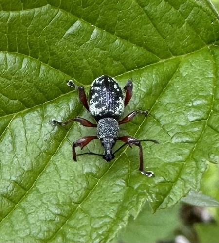 Otiorhynchus lepidopterus