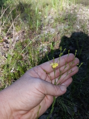 Linum medium