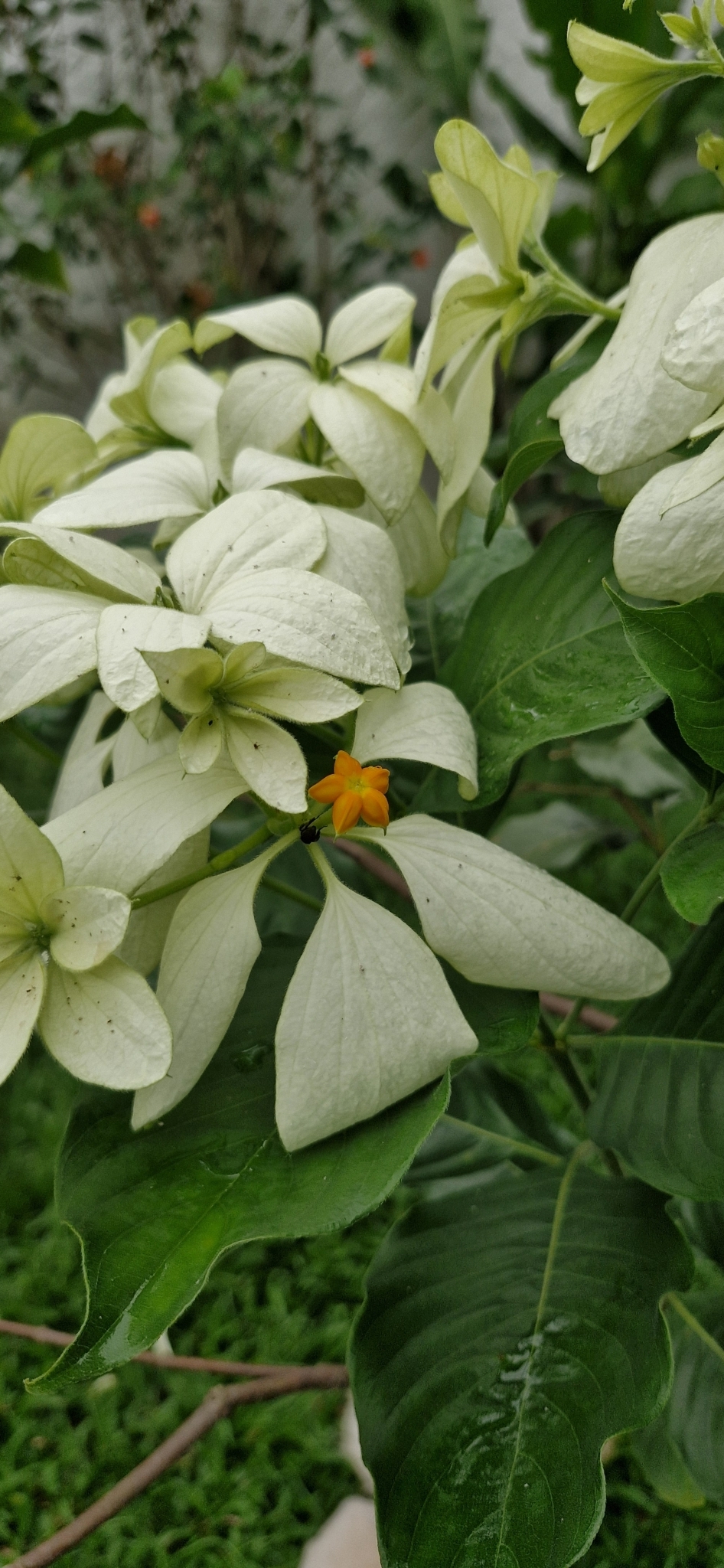 Mussaenda philippica
