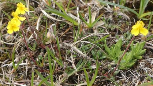 Image of Helianthemum canum by (c) Nicola Crockford, some rights reserved (CC BY)