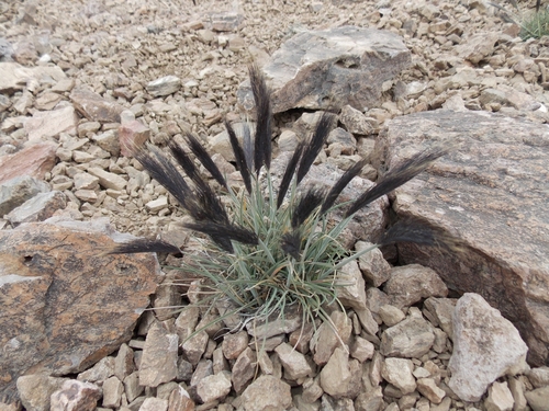Hordeum comosum
