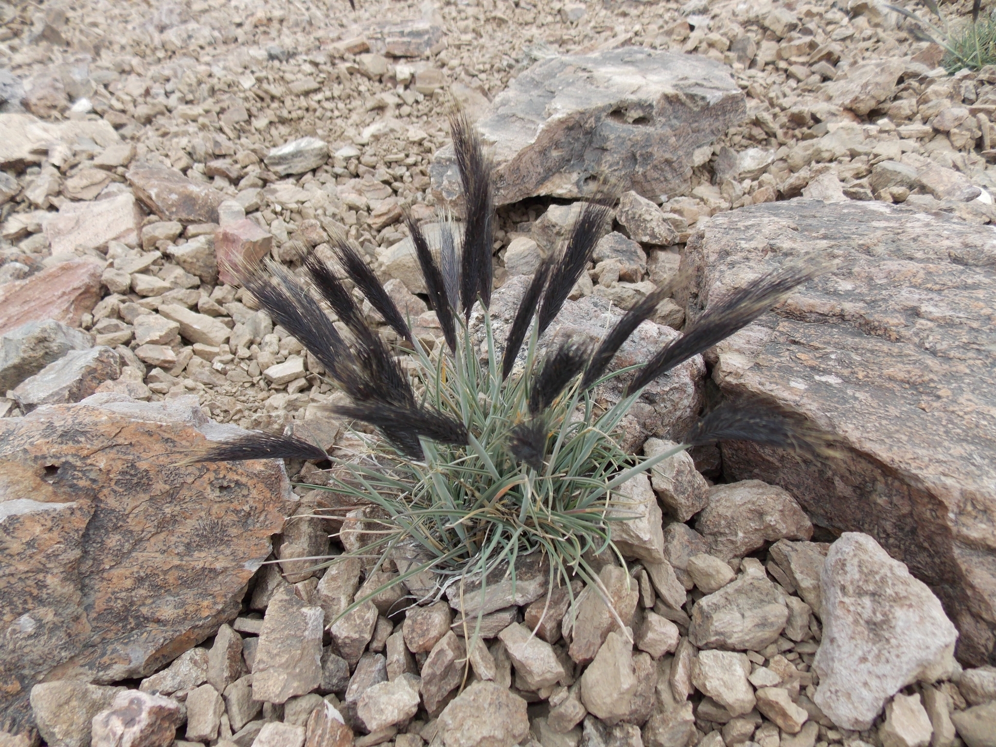 Hordeum comosum