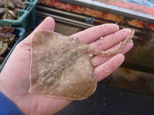 Rough skate (Zearaja nasuta) — Rajidae