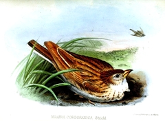 Kordofan Lark photo 1